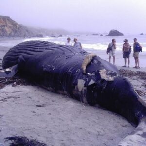 Marine-animal-rescue-network-Dead Humpback