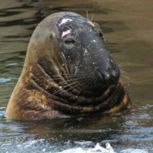 Marine-animal-rescue-network-Grey_Seal