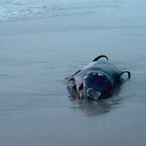 Marine-animal-rescue-network-Marine_mammal_pigmy_sperm_whale_kogia_breviceps_beached