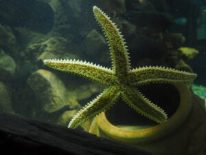 Visiting See the very Best of British marine life at Anglesey Sea Zoo!