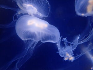 Moon Jellyfish