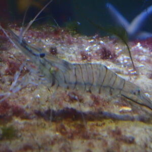 Common Prawn