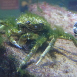 Sea Toad Spider Crab