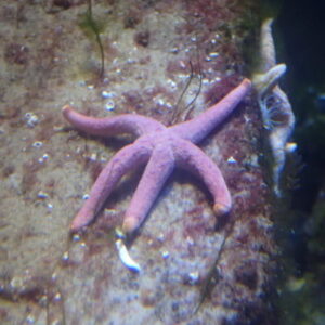 Bloody Henry Starfish