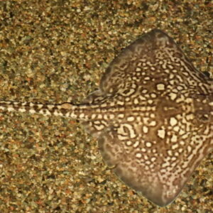 Thornback Ray