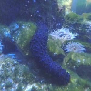 Cotton Spinner Sea Cucumber