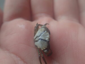Small crab on a hand