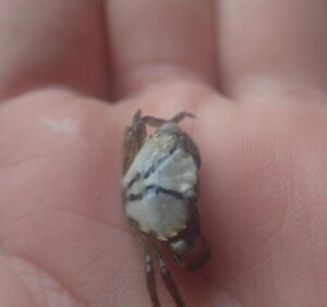 Small crab on a hand