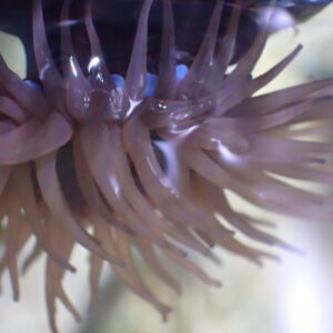 Beadlet Anemone