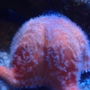 Red Cushion Star