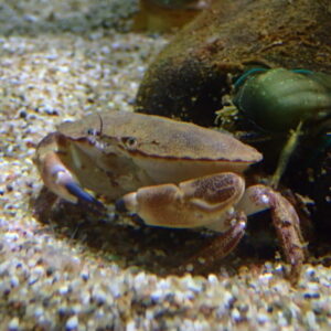 Edible Crab