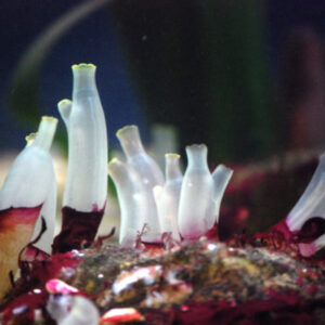 Sea Squirt