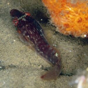 Shore clingfish