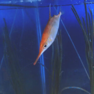 Longspine Snipefish