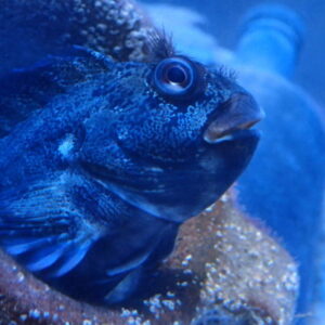 Tompot blenny