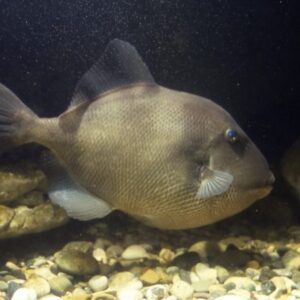 Grey Triggerfish