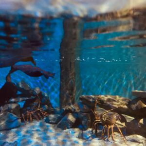 A little more about our wonderful Sea Zoo in North Wales