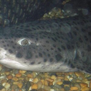 Bull Huss (or Nursehound)