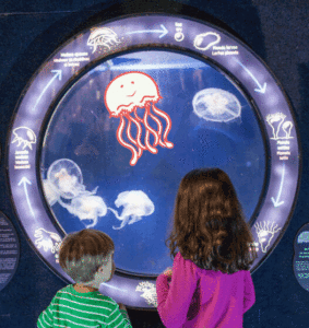 Anglesey Sea Zoo The best of British marine life